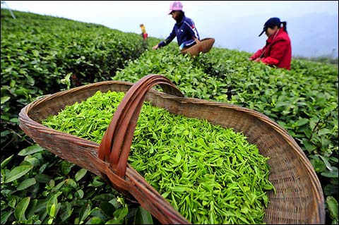 明前茶雨前茶南山明前茶开采