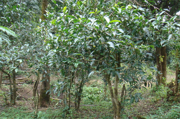 易武大树茶是什么茶99易昌号的价格高还是99绿大树