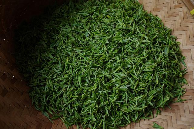 龙井雀舌茶_龙井雀舌茶_雀舌和龙井一样吗