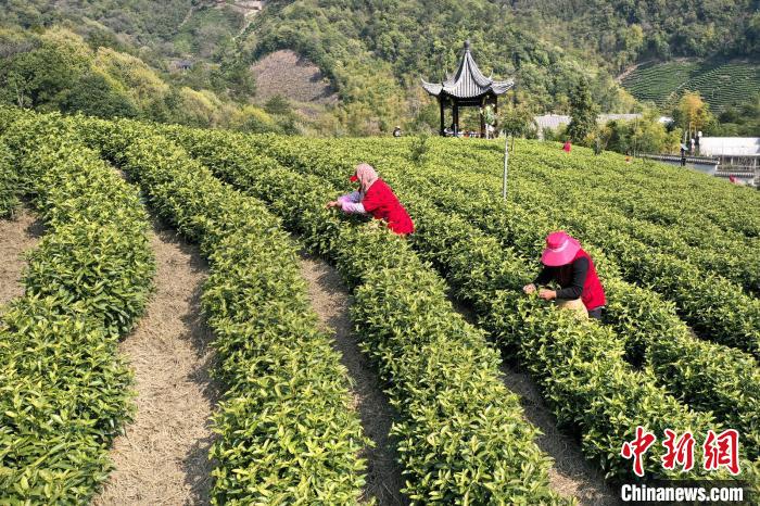 浙江安吉白茶正式开采劳疫结合触网飘香