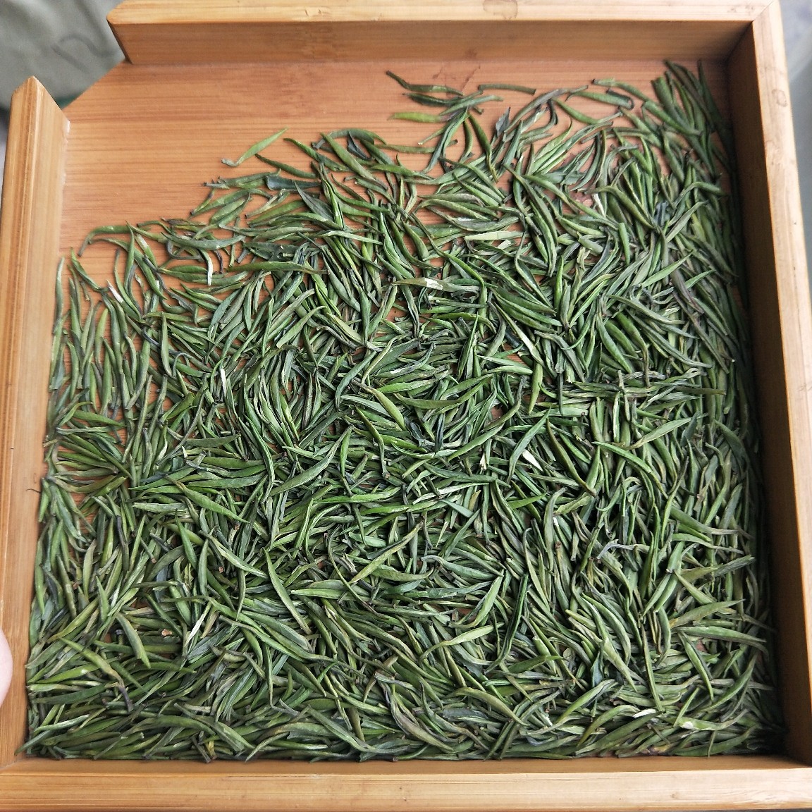 雀舌茶有没有明前茶_俞灏明没烧伤前照片_绿雀舌是什么茶