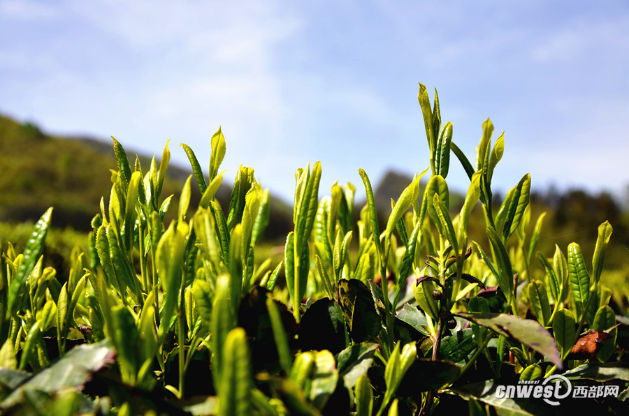 高山茶品牌绿水青山丰顺茶好茶出山行天下2018广东丰顺高山茶文化节