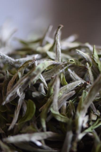 福鼎大白茶茶树信阳白茶可以尝鲜了