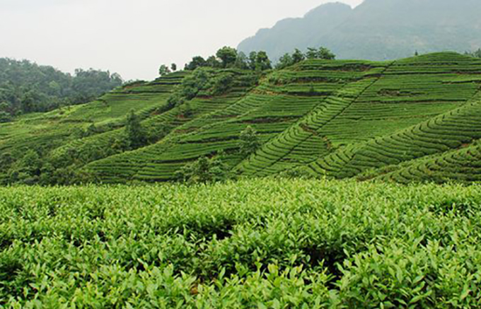 安溪铁观音茶叶福建安溪铁观音秋茶季访原产地觅秋香