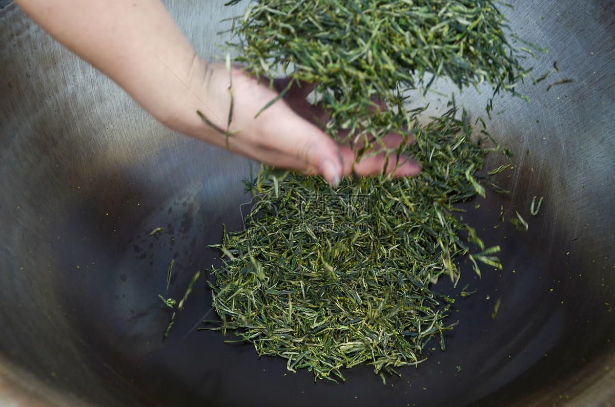 绿茶采明前茶雨前茶春茶崂山春茶开采时隔6年再现明