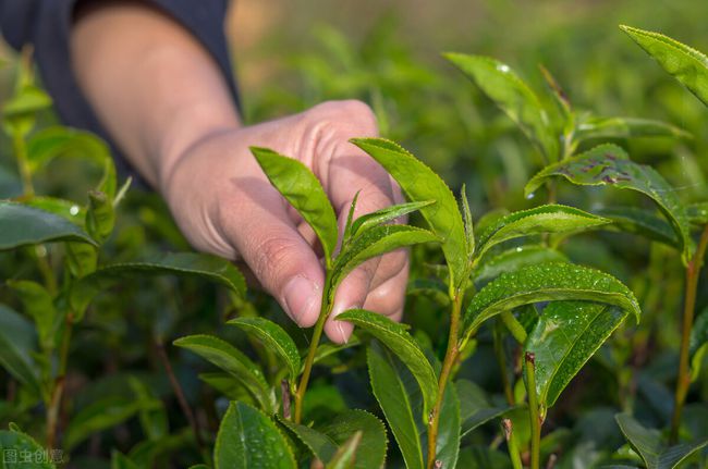 小叶苦丁茶的功效深度剖析贵州茶树管理技术要点