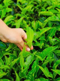 云南滇红茶叶价格礼盒_sitemzystea.com 云南滇红茶叶_云南滇红茶叶怎么泡