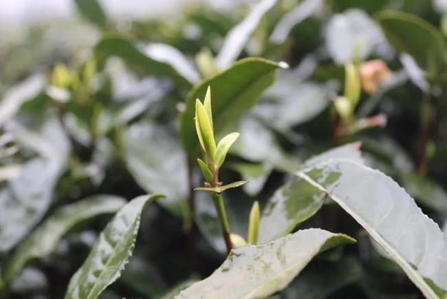 雨前茶和明前茶的区别头采茶头春茶明前茶雨前茶终于分清楚了
