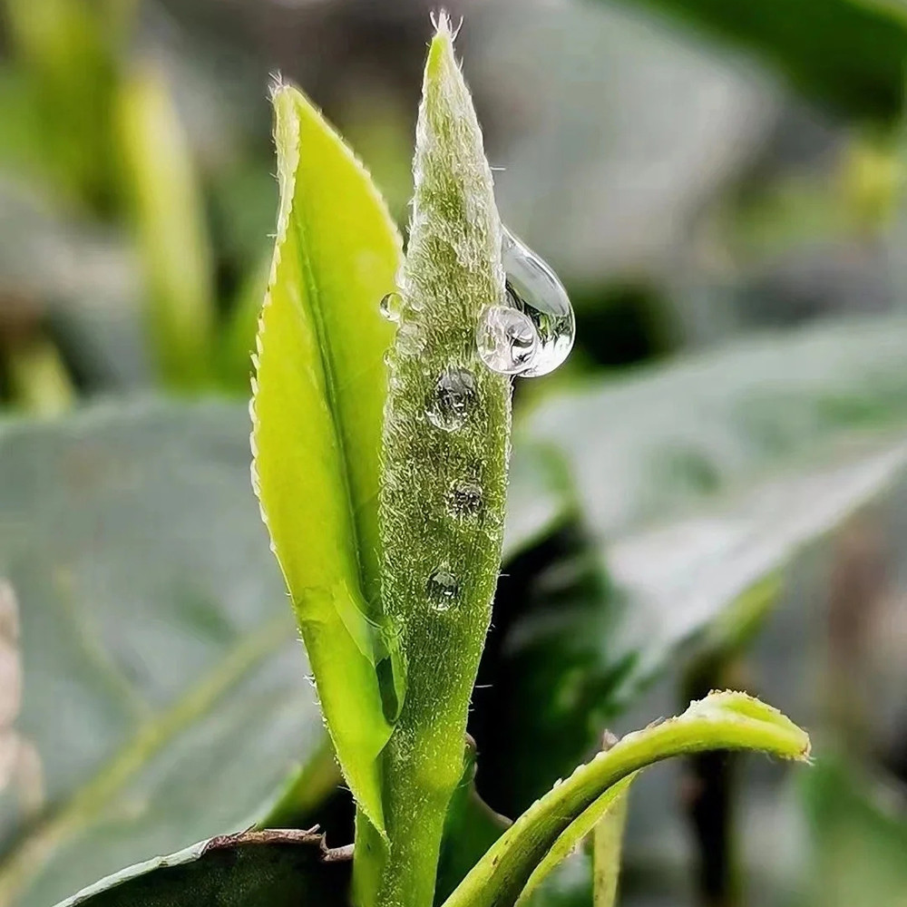 龙井雨前茶和明前茶购买春茶之前必须了解这5个名词你明白头采茶明前