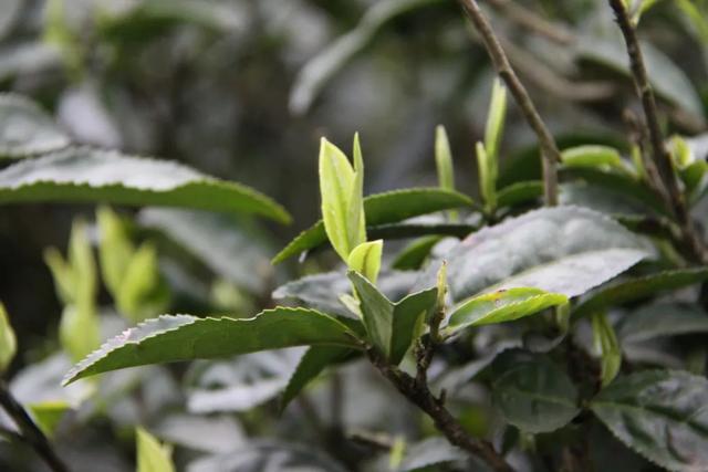 雨前茶和明前茶的区别头采茶头春茶明前茶雨前茶终于分清楚了