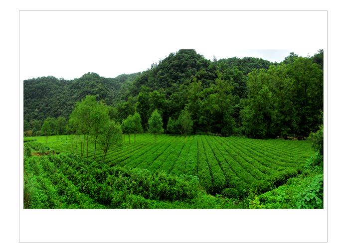 武夷山大红袍茶武夷山大红袍工艺