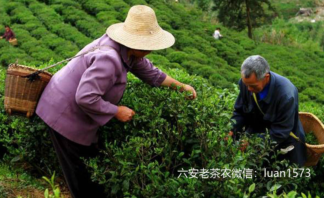 六安瓜片茶属于绿茶六安瓜片是什么茶老茶农带你解读六安瓜片茶等级