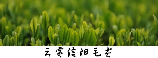 信阳毛尖属于绿茶吗小浑淡大浓香都是信阳毛尖信阳毛尖标准有望今年