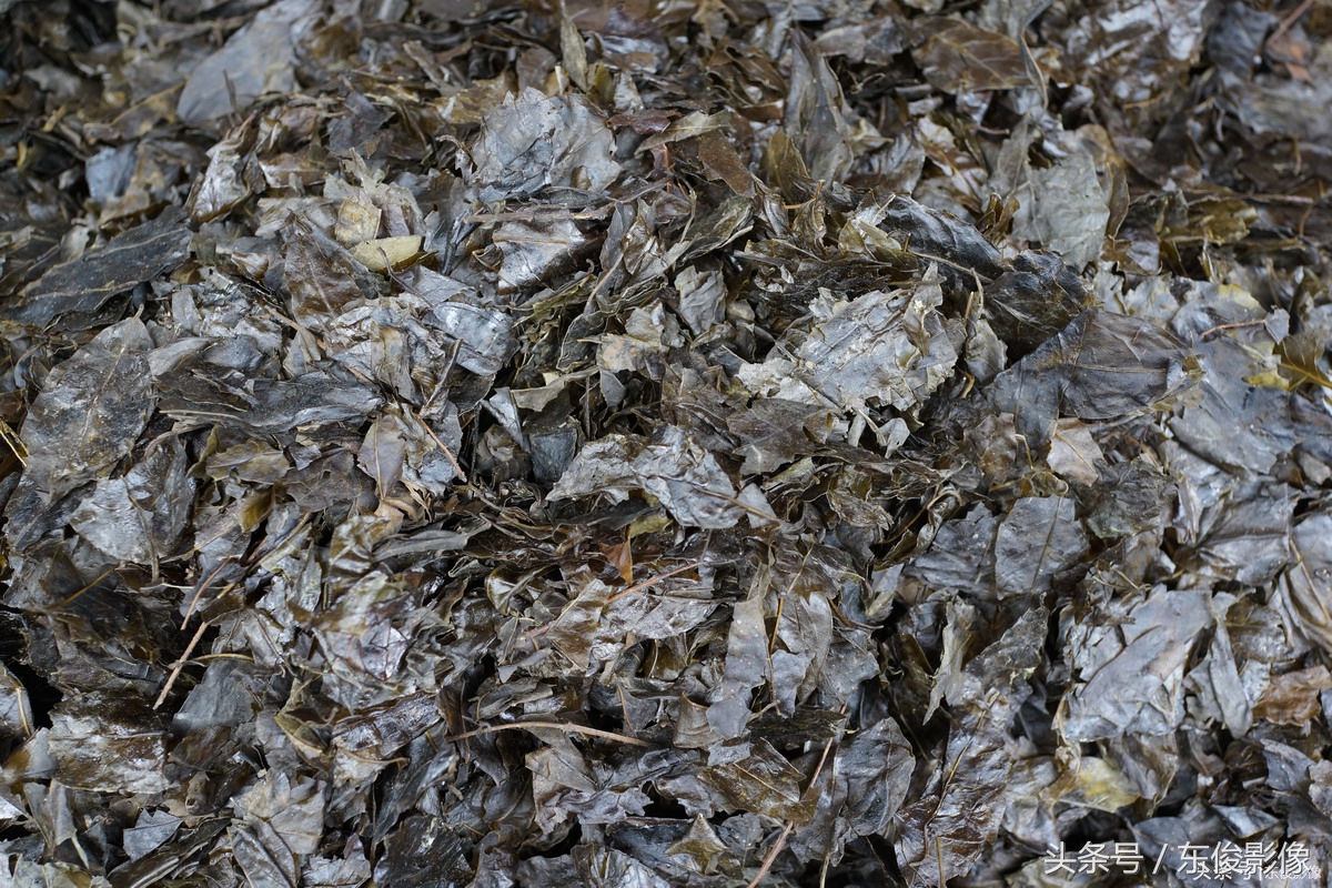 贵阳：认识几棵植物享一辈子清福