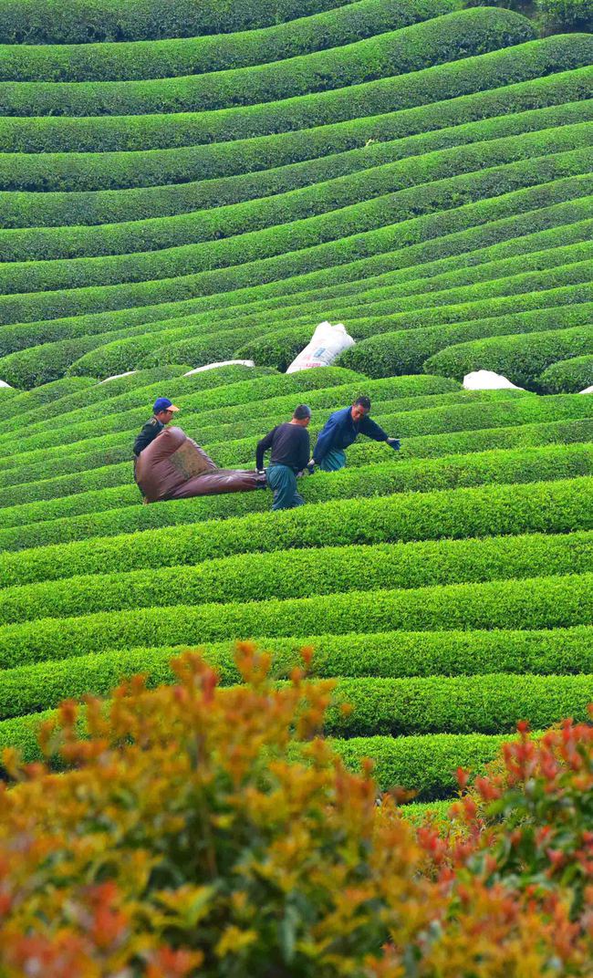 云南滇红茶叶价格茶园茶叶清香云南茬春茶已即将开采