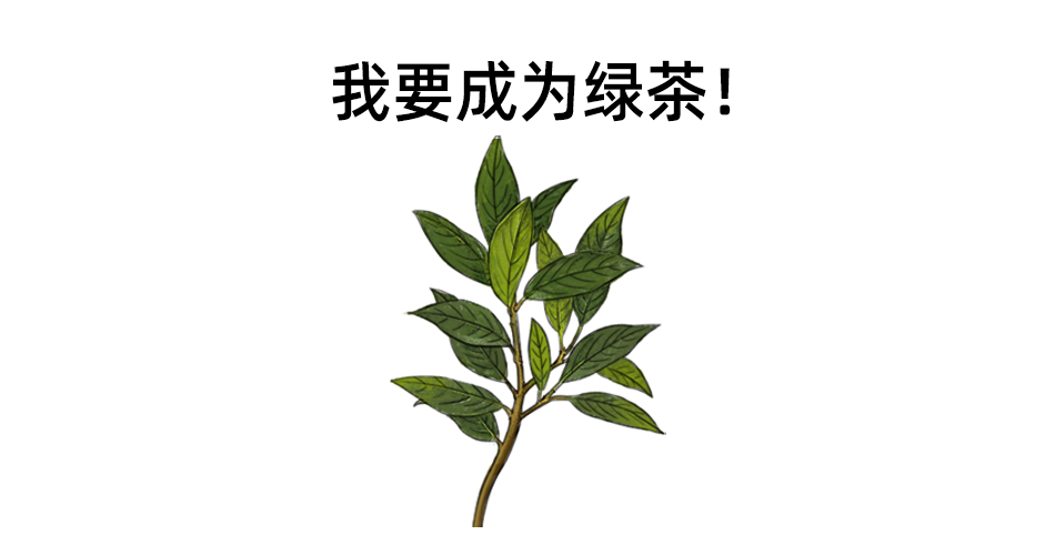 绿茶红茶的区别红茶长在红茶树上绿茶长在绿茶树上