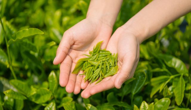 陆郎茶是名茶吗_峨眉山名茶是绿茶吗_雀舌是不是十大名茶