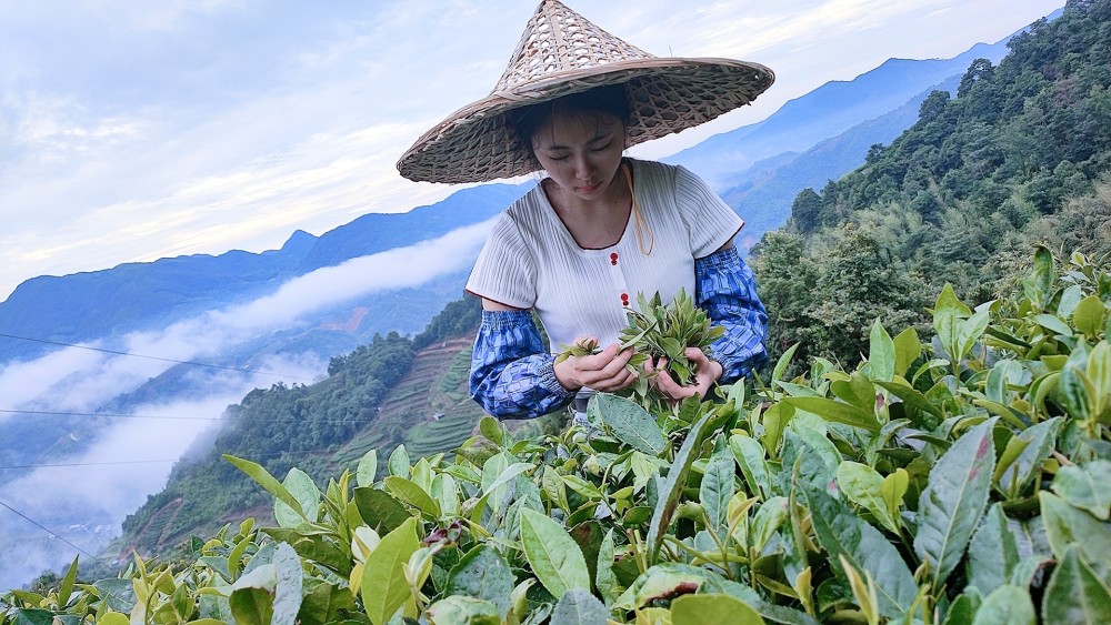 安吉白茶冲泡方法_老白茶冲泡_福鼎白茶如何冲泡