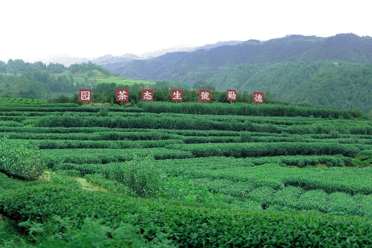 福鼎白茶多少钱一斤感恩奋进这一年福鼎白茶逢春吐新芽蓄力再出发