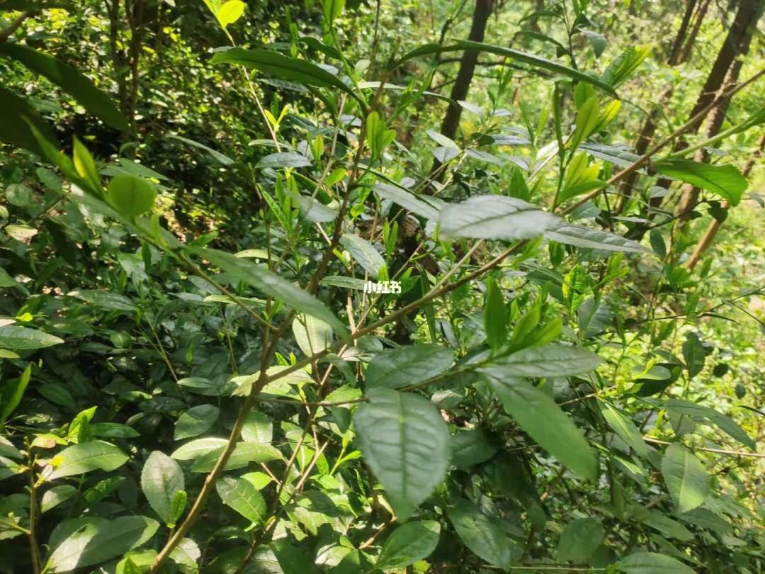 臺灣高山茶哪個好喝告別秋膘調脾胃喝這四種茶正當時別憨憨地說我不