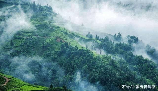 普洱茶葉班章普洱茶怎麼樣班章為什麼被稱為普洱茶中的王者