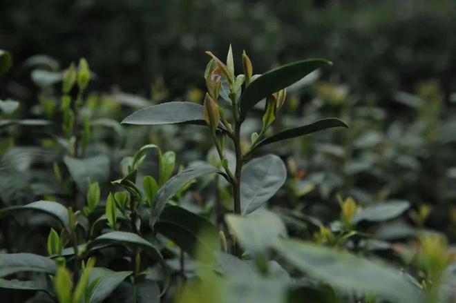 鐵觀音是什麼茶樹_茶樹是落葉喬木嗎_鐵觀音茶樹藝術圖片