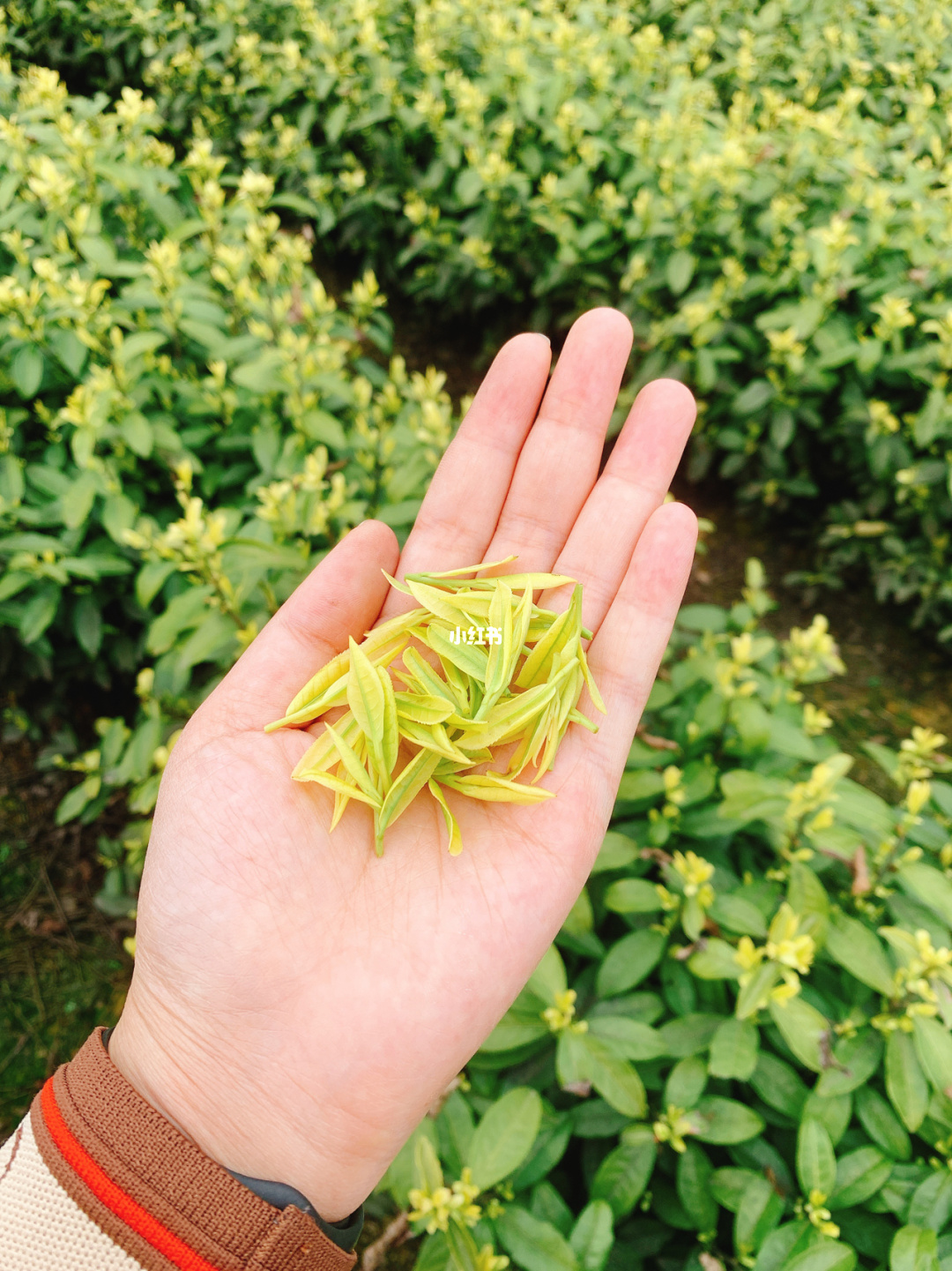 黄金芽茶叶咋样_茶叶黄金芽多少钱一斤_黄金芽茶叶苗
