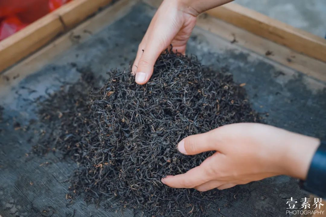 白茶,属于未发酵茶,发酵度为百分之5—10.