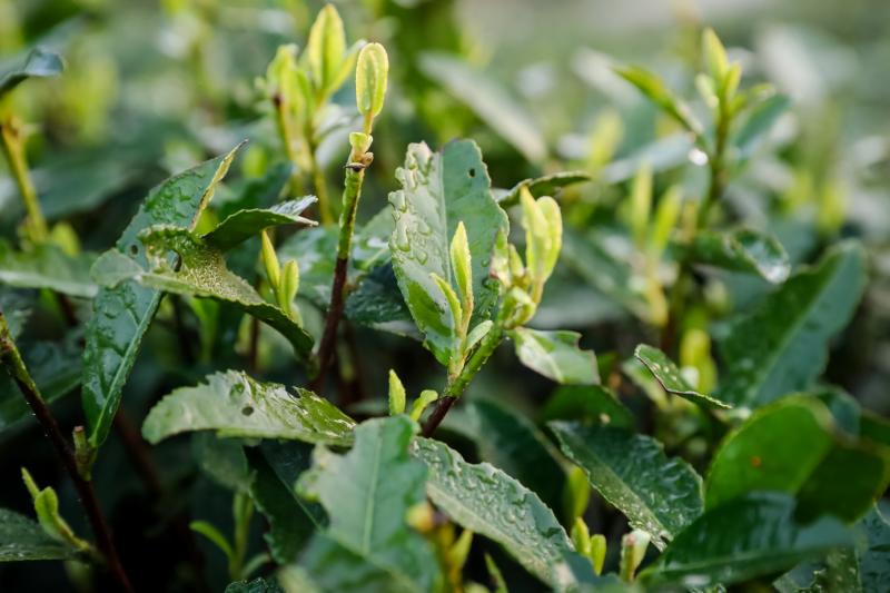 鲜茶采摘时如何辨别明前茶,要求取其一芽一叶为标准,鲜叶长在1.8-2.