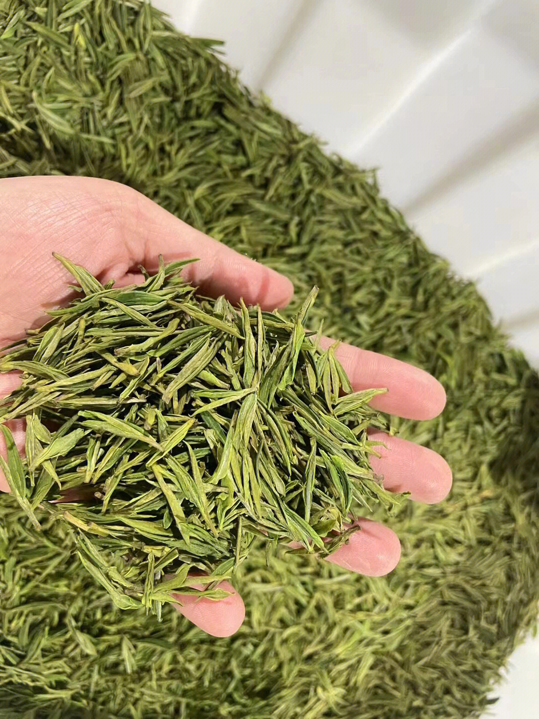 雨前茶和明前茶那个好 安吉白茶明前雨前的区别-安吉白茶明前茶