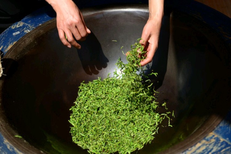 手工茶和机器茶的区别好茶需要必须炒