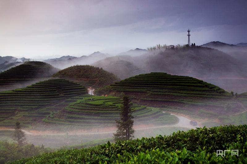 高山茶品牌寿宁高山茶的突围之路