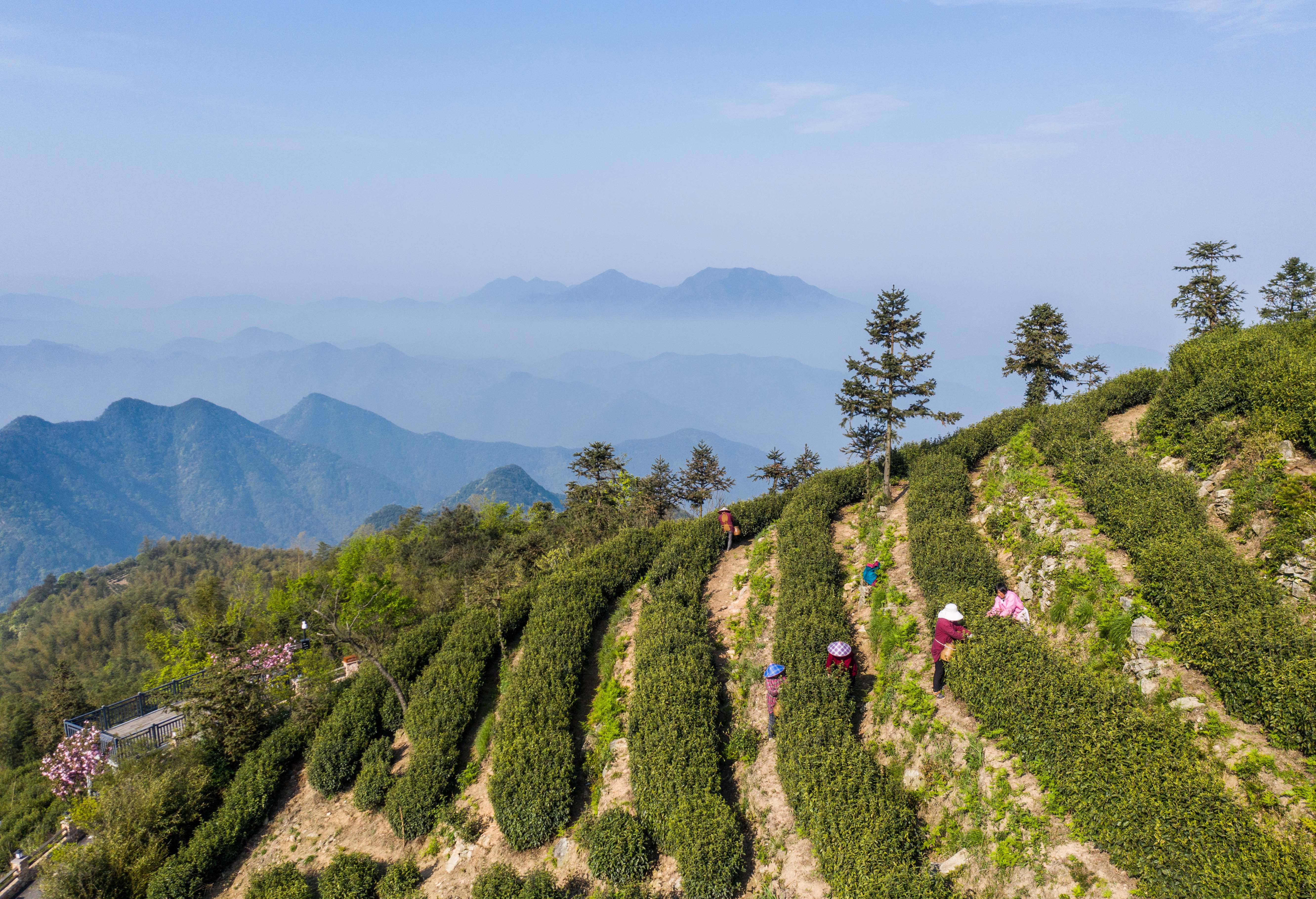 高山雲霧都有什麼茶_貴定雲霧貢茶是什麼茶_廬山雲霧是什麼茶及有哪些