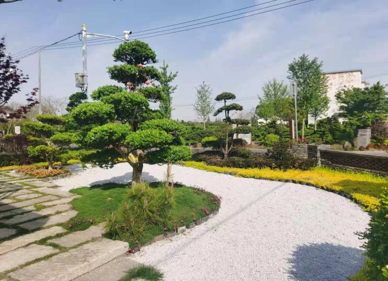 野生黄鲶鱼养殖基地_雀舌罗汉松叶片干黄_野生雀舌黄杨树