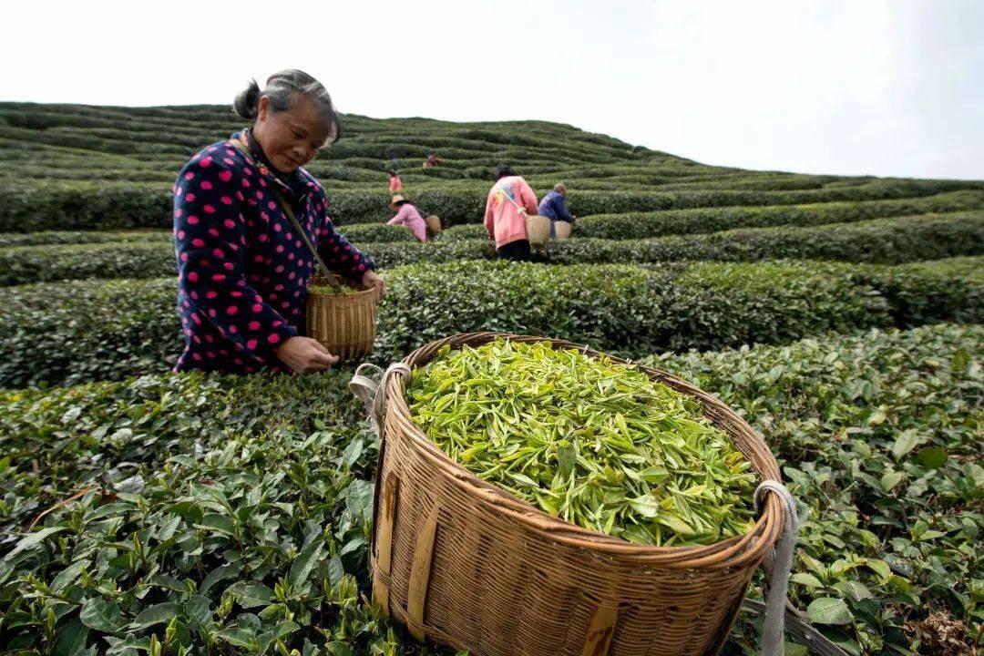 瓜片茶是六安哪個地方的特產_安徽瓜片茶_六安瓜片明前茶和雨前茶