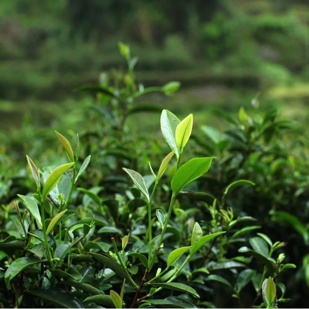 武夷雀舌是绿茶么 14个堪称,揭秘"武夷岩茶"为何高价 北京盛泰鼎盛