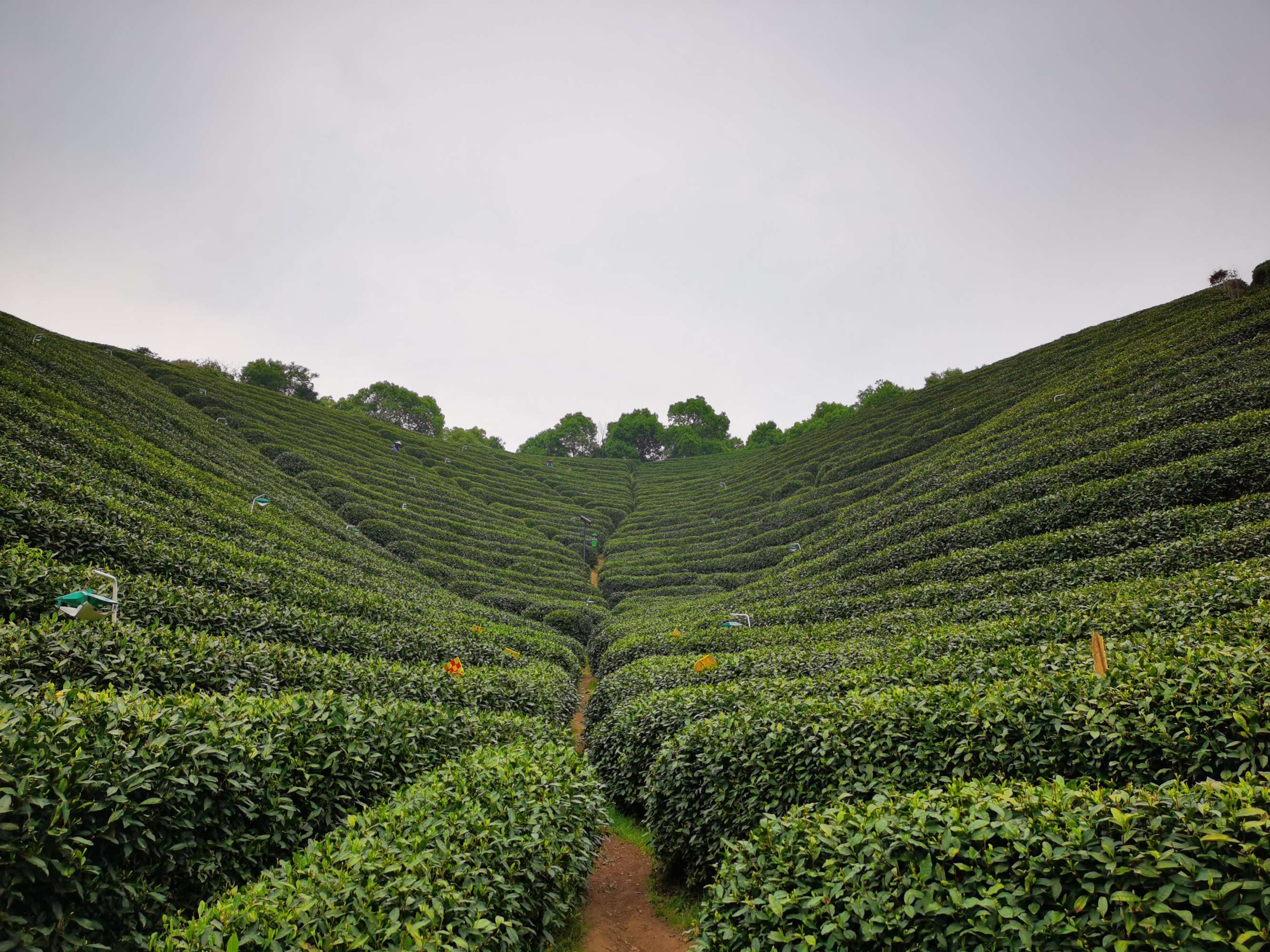 赢博体育app：赢博体育：黄冈市茶叶行业协会成立