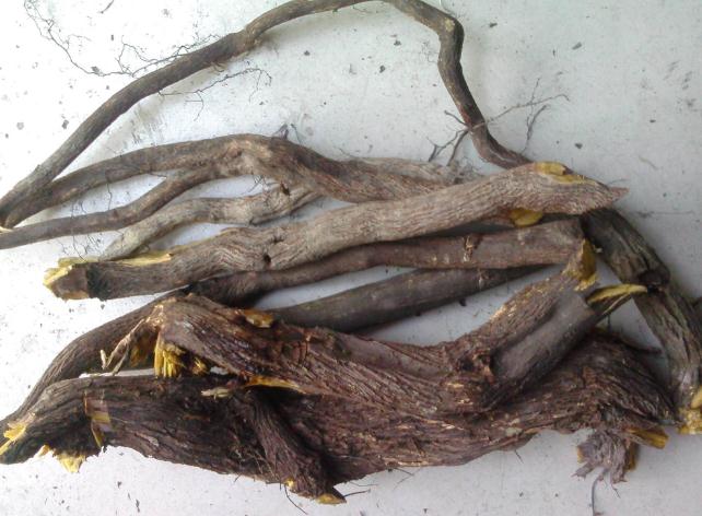 勾儿茶的功效与作用 勾儿茶的副作用