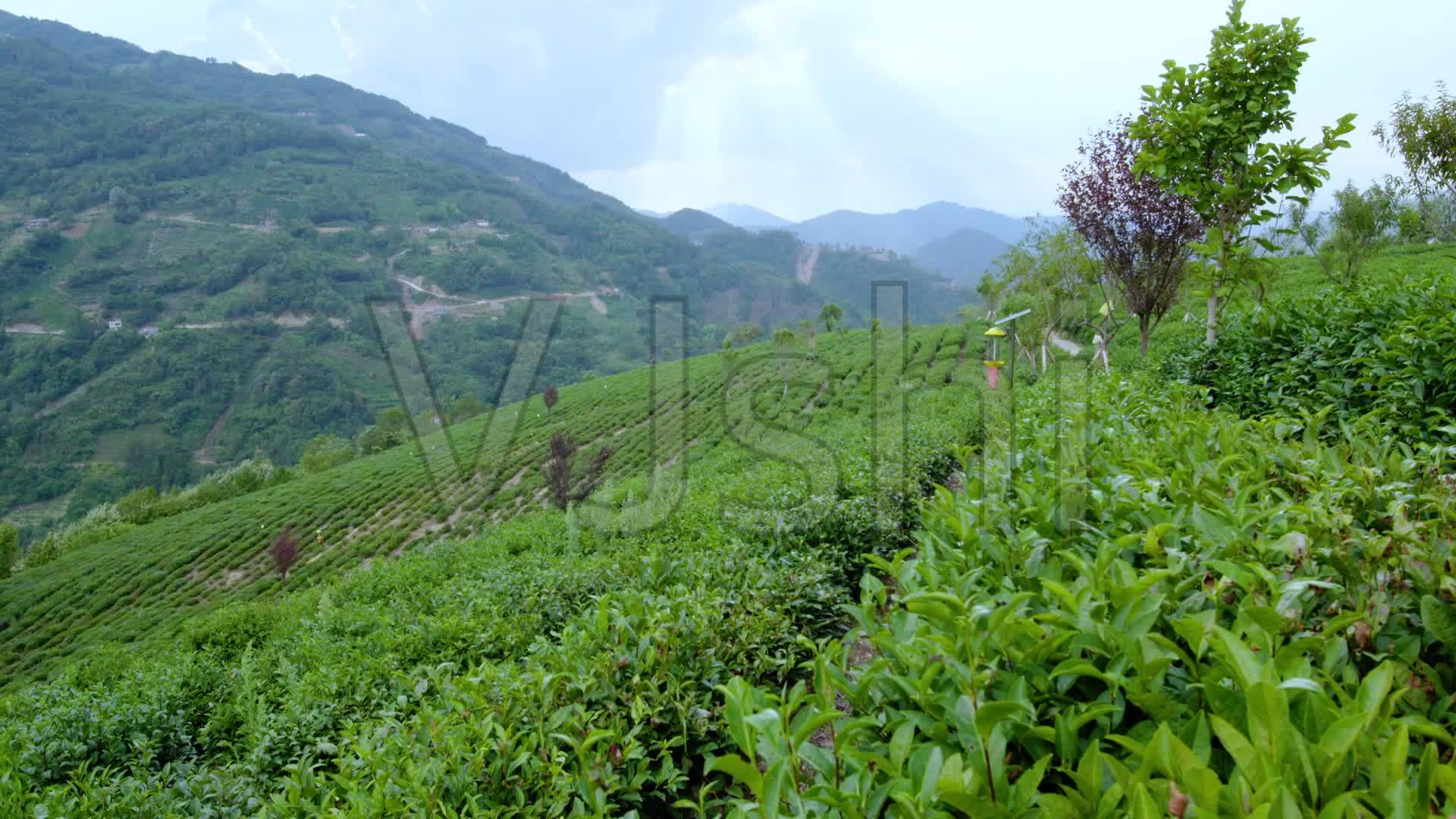 紫陽富硒茶屬於哪類茶紫陽富硒茶閃耀北方春茶展