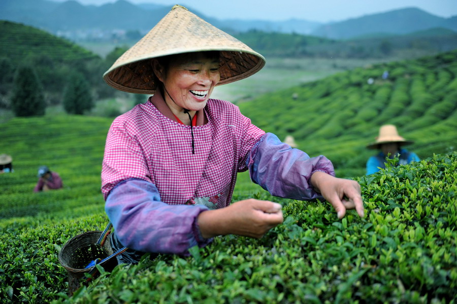 哪种茶叶农药少_什么茶叶农药残留少_什么茶叶农药少