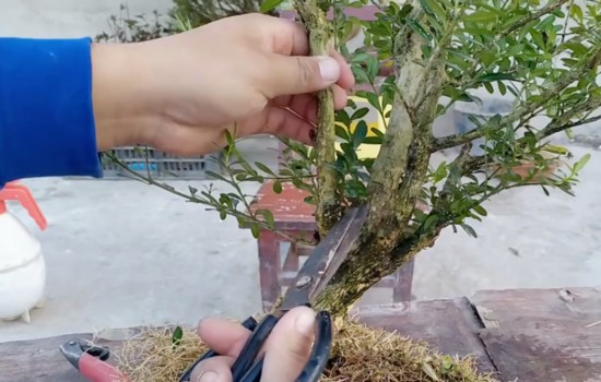 黄杨树是制作盆景的独特素材,但在制作盆景之前,建议