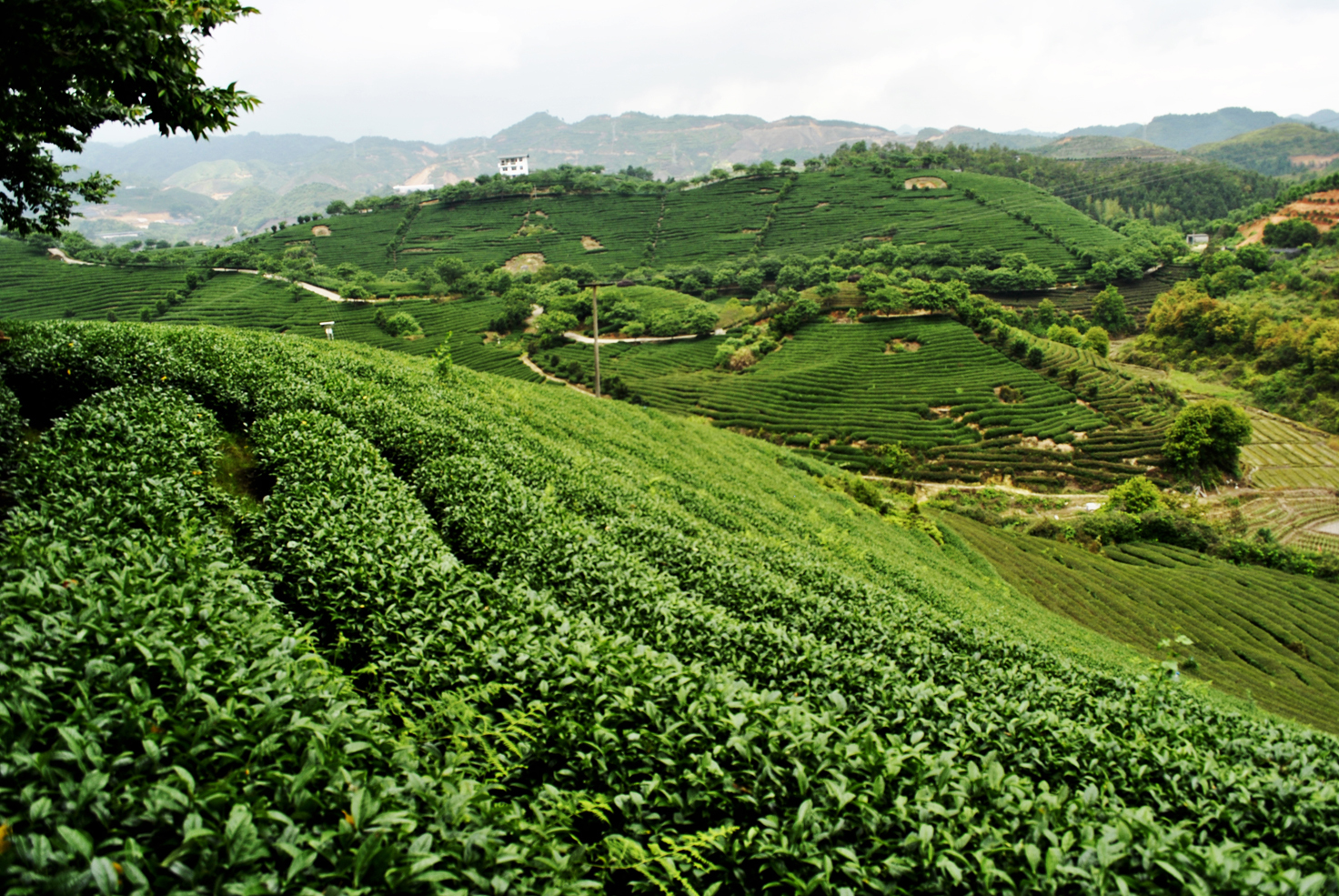 高山茶 品牌 高山茶十大品牌 北京盛泰鼎盛投资管理有限公司