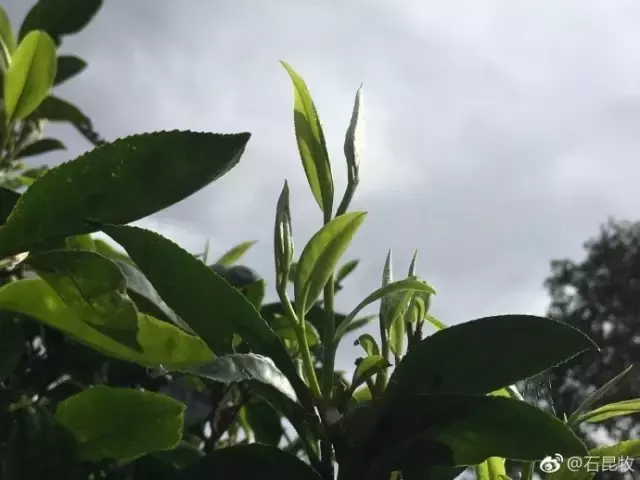 「高山雲霧出好茶」是臺灣高山茶的說法,請不要套用在普洱茶上