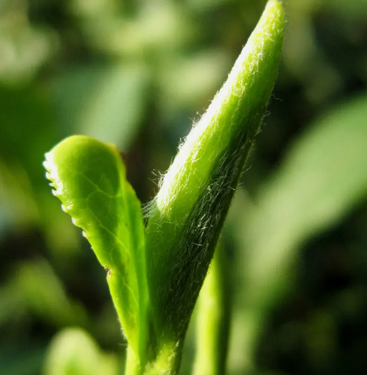 牡丹江茶葉_江山綠牡丹茶產自哪裡_浙江省江山市綠牡丹茶葉